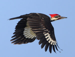 Pileated Woodpecker - ID, Facts, Habits & More | Birdzilla