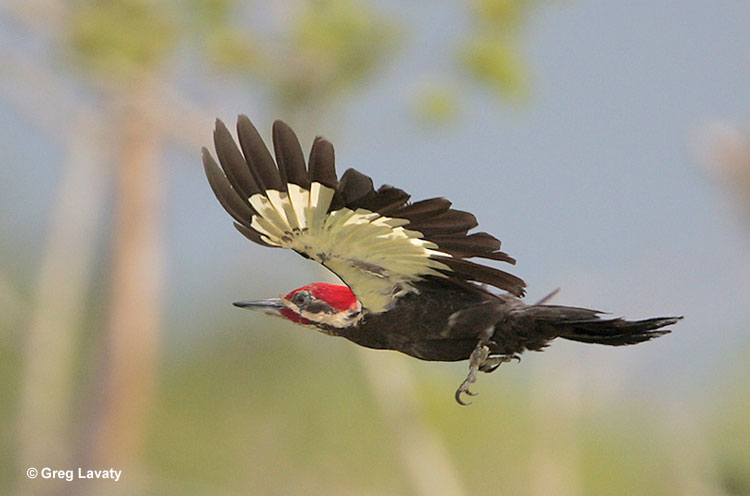 Pileated Woodpecker flying