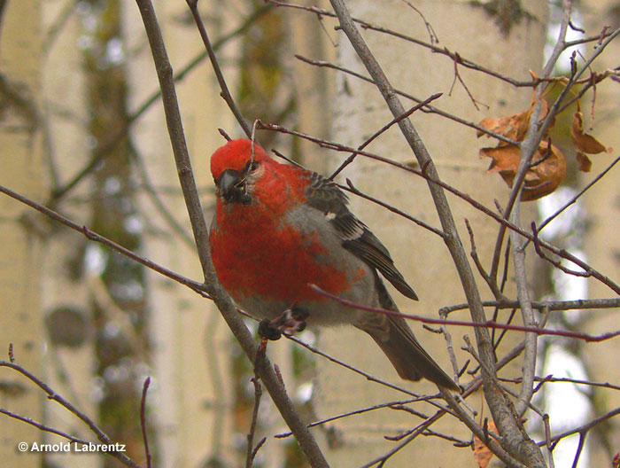 Pine Grosbeaks have beautiful red chests