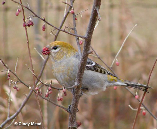 Female Pine Grosbeak