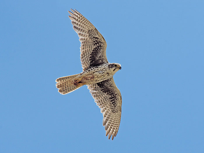 Falcons soar the sky
