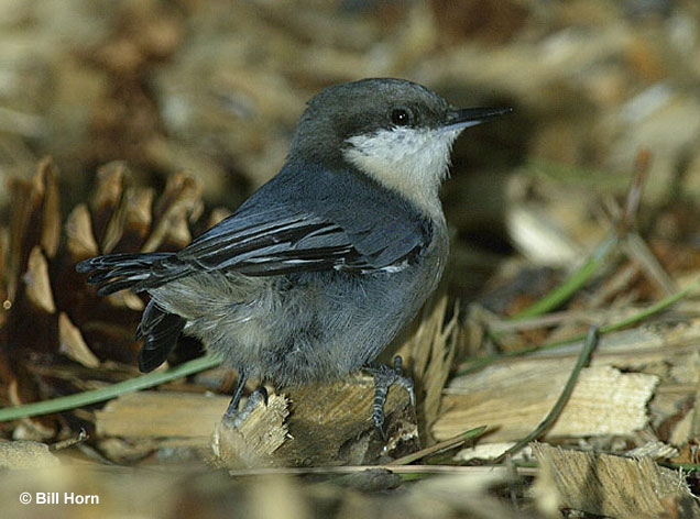 pygmy-nuthatch - Bill Horn