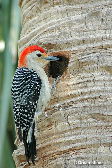 Red-bellied Woodpecker at its nest