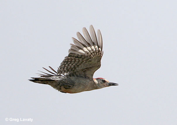 Red-bellied Woodpecker mid-flight