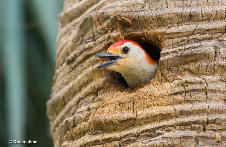 Red-bellied woodpecker peeking out of its nest