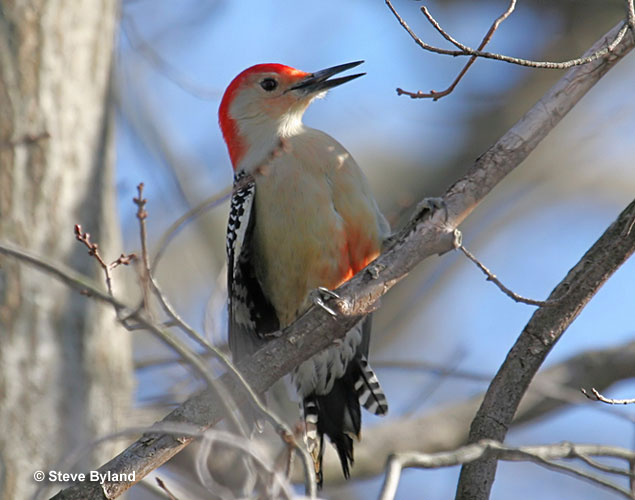 Red-bellied Woodpecker is one of the most common woodpeckers in Ohio