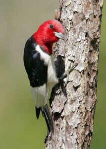 Woodpeckers are considered to be small birds