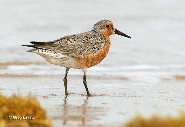 Red Knot is a shoreline bird with a orange chest