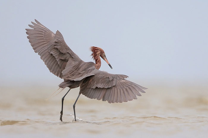 Reddish Egrets are prime examples of birds with pointed bills