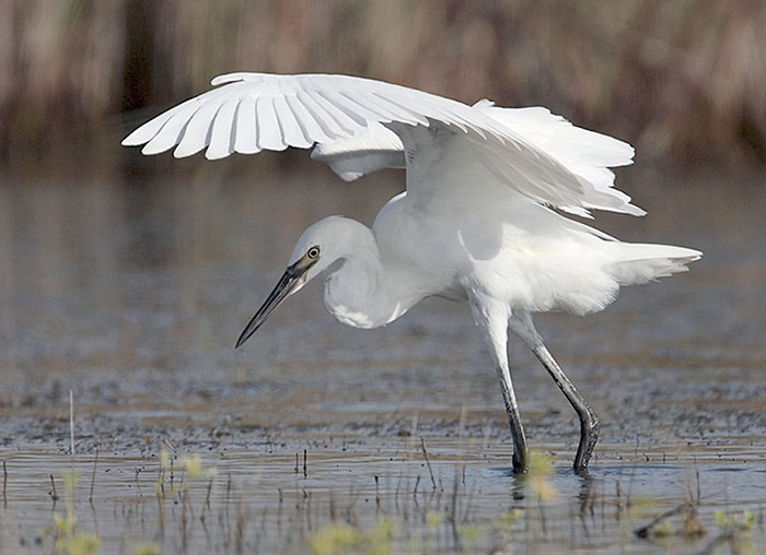 Reddish Egret