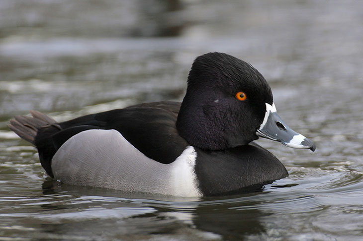 Ring-necked Duck is a common duck species