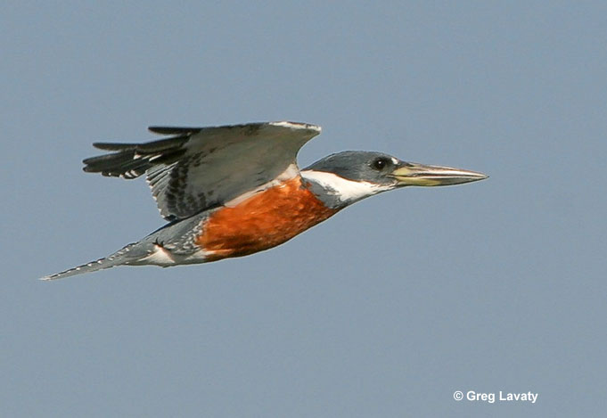 Ringed kingfisher red belly