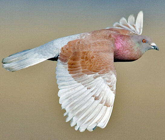 Rock Pigeon