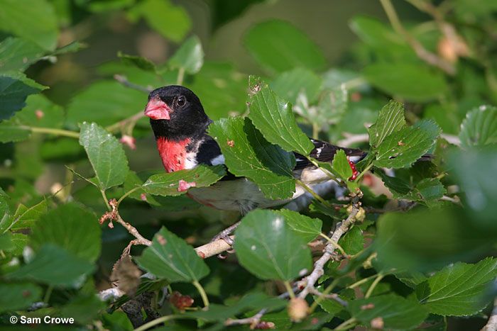 Rose-breasted Grosbeak hiding in leaves