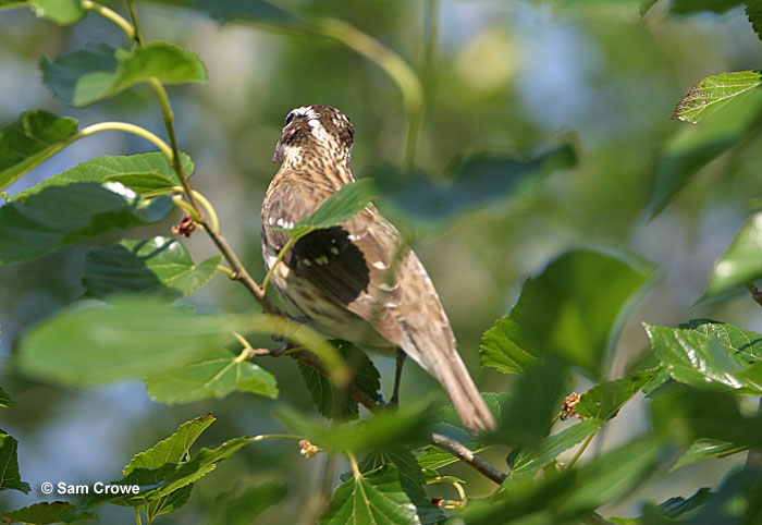 Female Rose-breasted Grosbeak