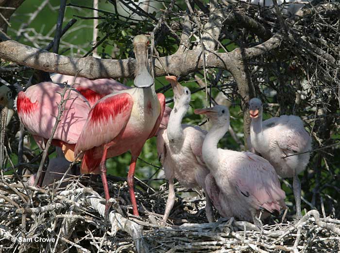 Roseate Spoonbills