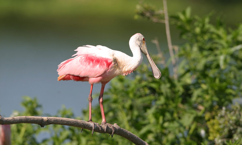 Roseate Spoonbill - ID, Facts, Diet, Habit & More | Birdzilla