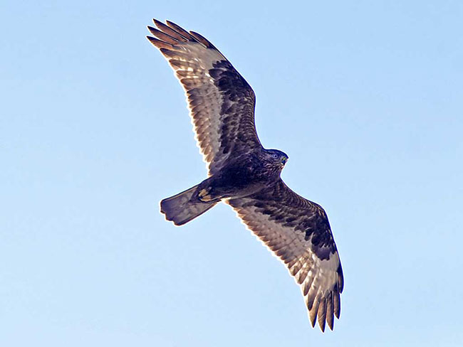Rough-legged Hawk flying