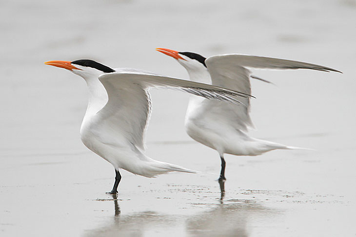 Royal Terns are birds with pointed bills