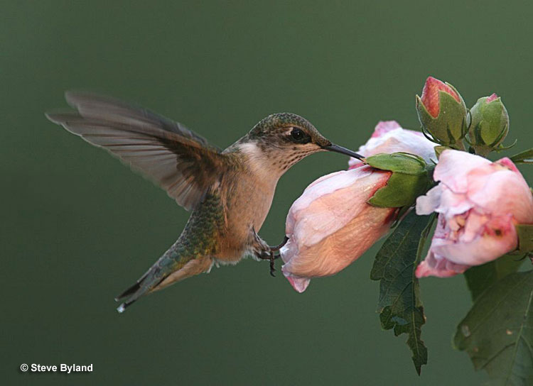 Female Hummingbirds