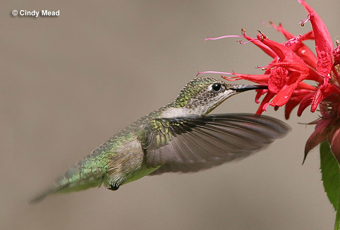 ruby throated hummingbird has incredible speed