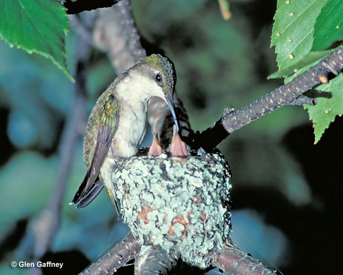 Ruby-Throated Hummingbirds nest and babies