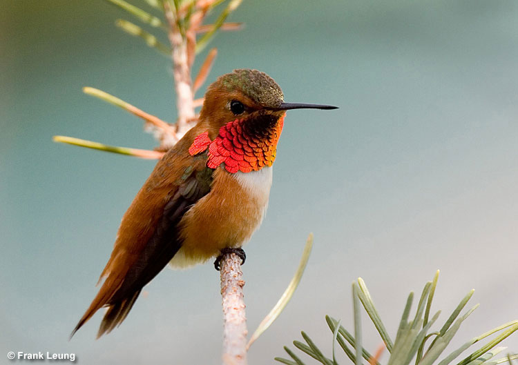 Hummingbirds have beautiful plumage, especially around their necks