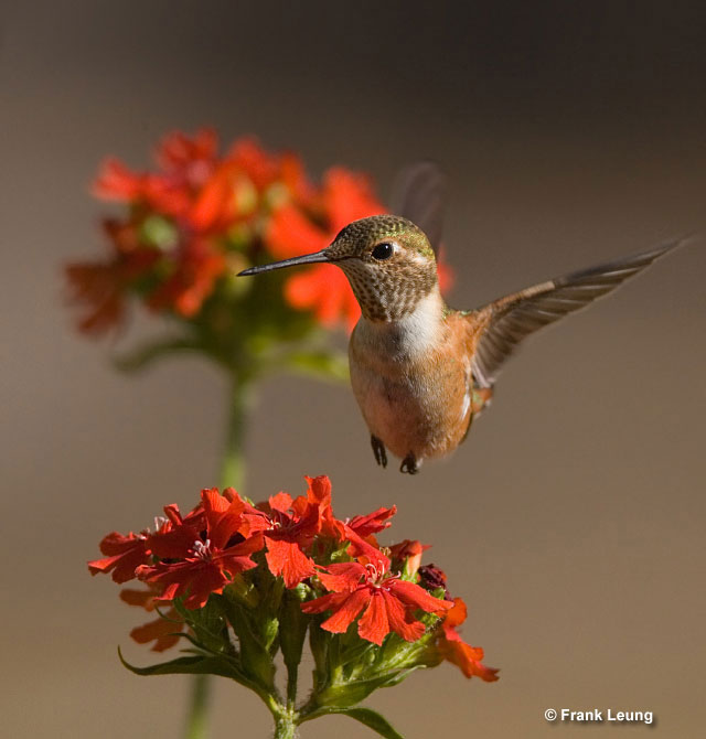 Rufous Hummingbird