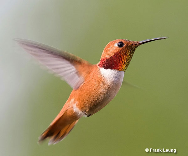 Rufous Hummingbirds are the longest migrators