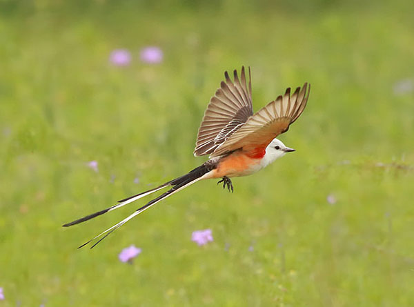 scissor-tailed flycatcher in flight