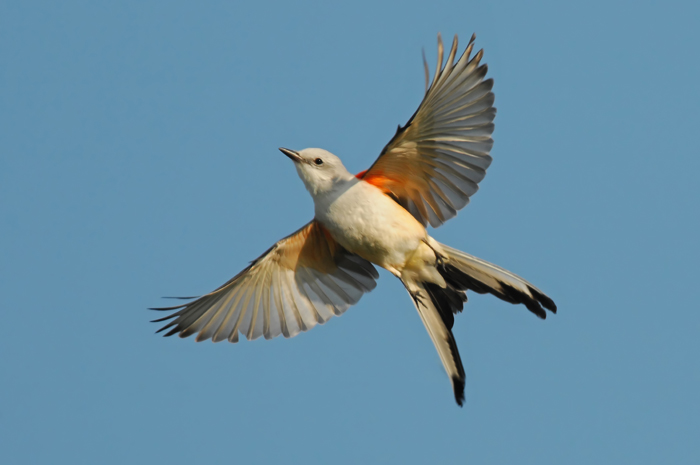 scissotr-tailed-flycatcher - Jimmy Kall