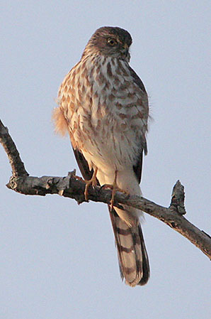 Sharp-shinned Hawk perched