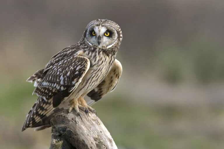 Are Owls The Symbol Of Wisdom? Symbolism & Meaning