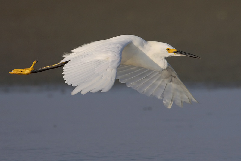Egret symbolism and meaning