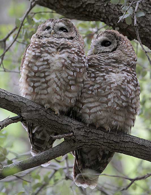 Pair of Spotted Owls