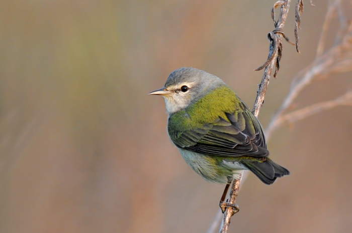 tennessee-warbler - Jimmy Kall