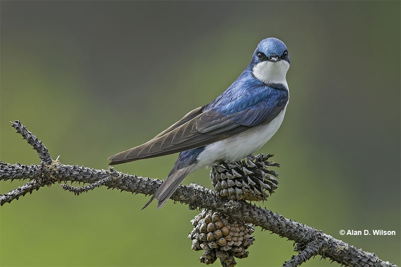 Tree Swallow resting on a branch