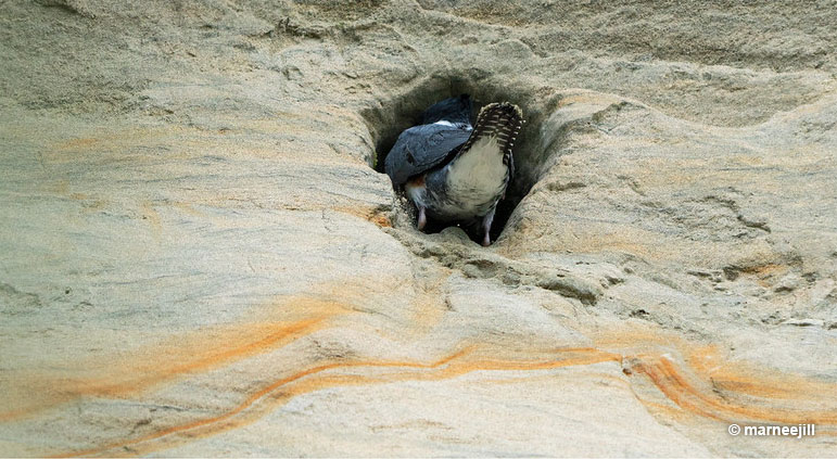 Underground nest