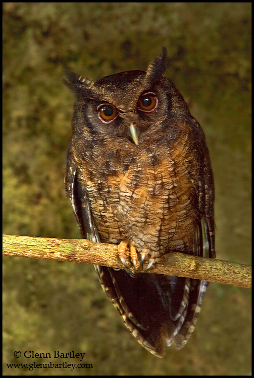 tawny-bellied-screech-owl