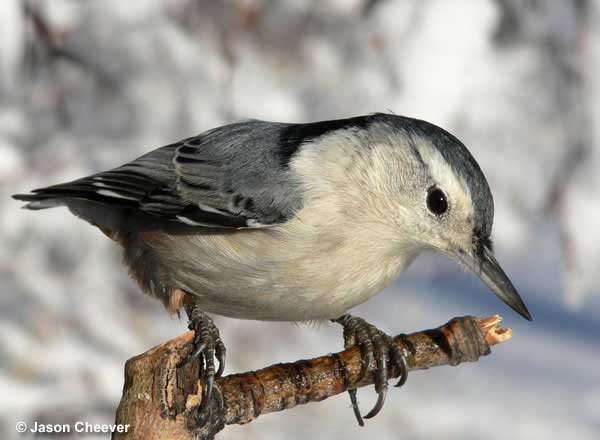 White-breasted Nuthatch