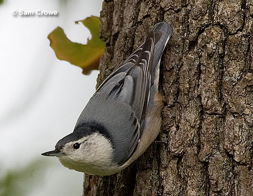 White-breasted Nuthatch