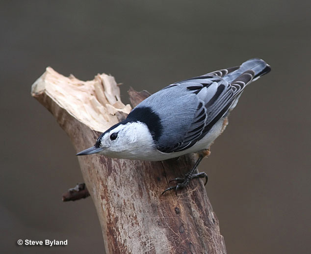 white-breasted nuthatch