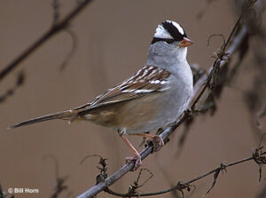 white-crowned-sparrow 