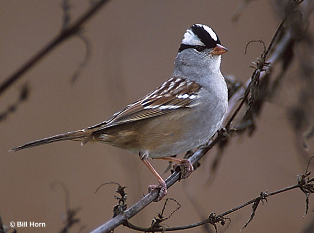 white-crowned-sparrow