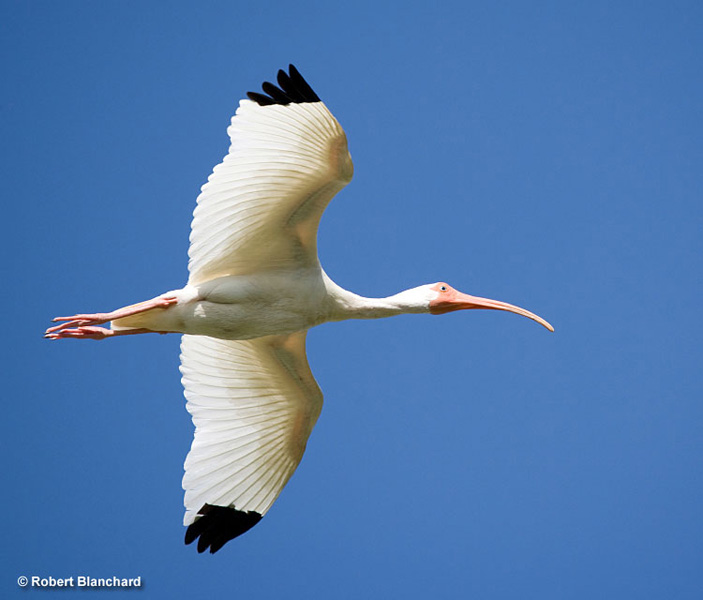 American White Ibis