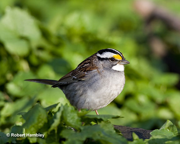 white throated sparrow