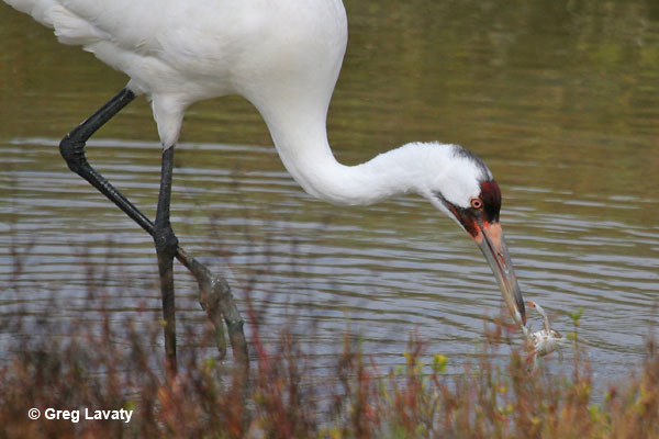 In some cultures, cranes are associated with eternal youth