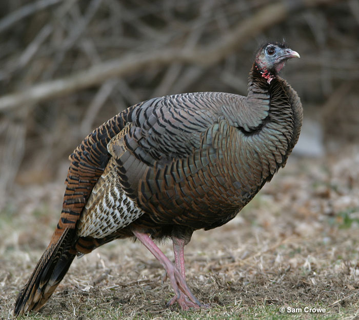 Female turkeys look smaller and more laid-back