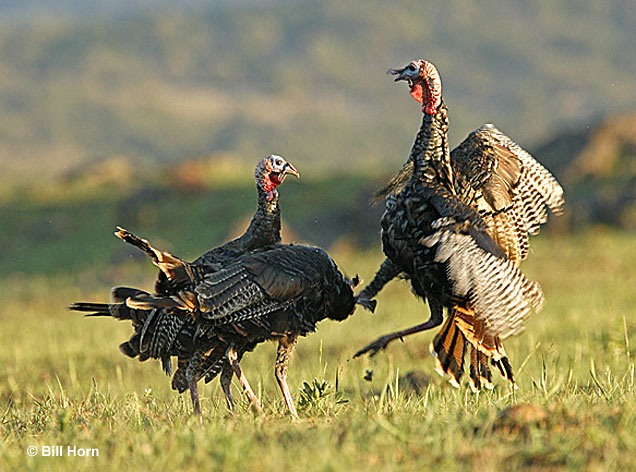 wild-turkey - Bill Horn