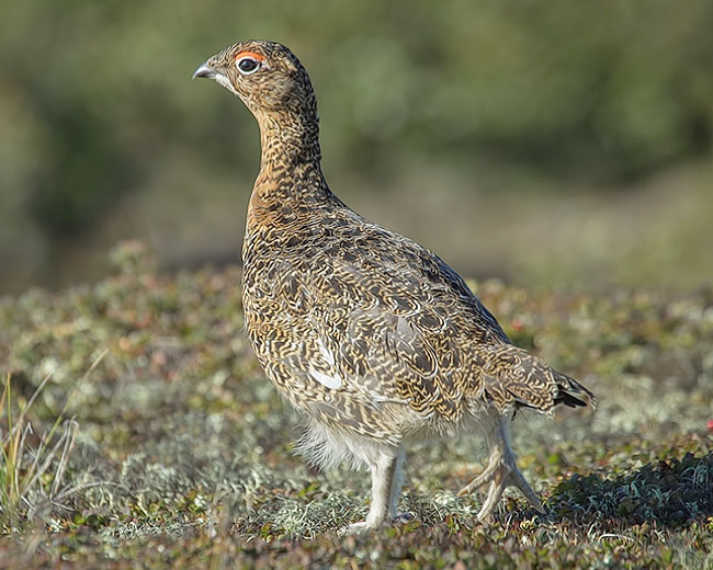 willow ptarmigan summer